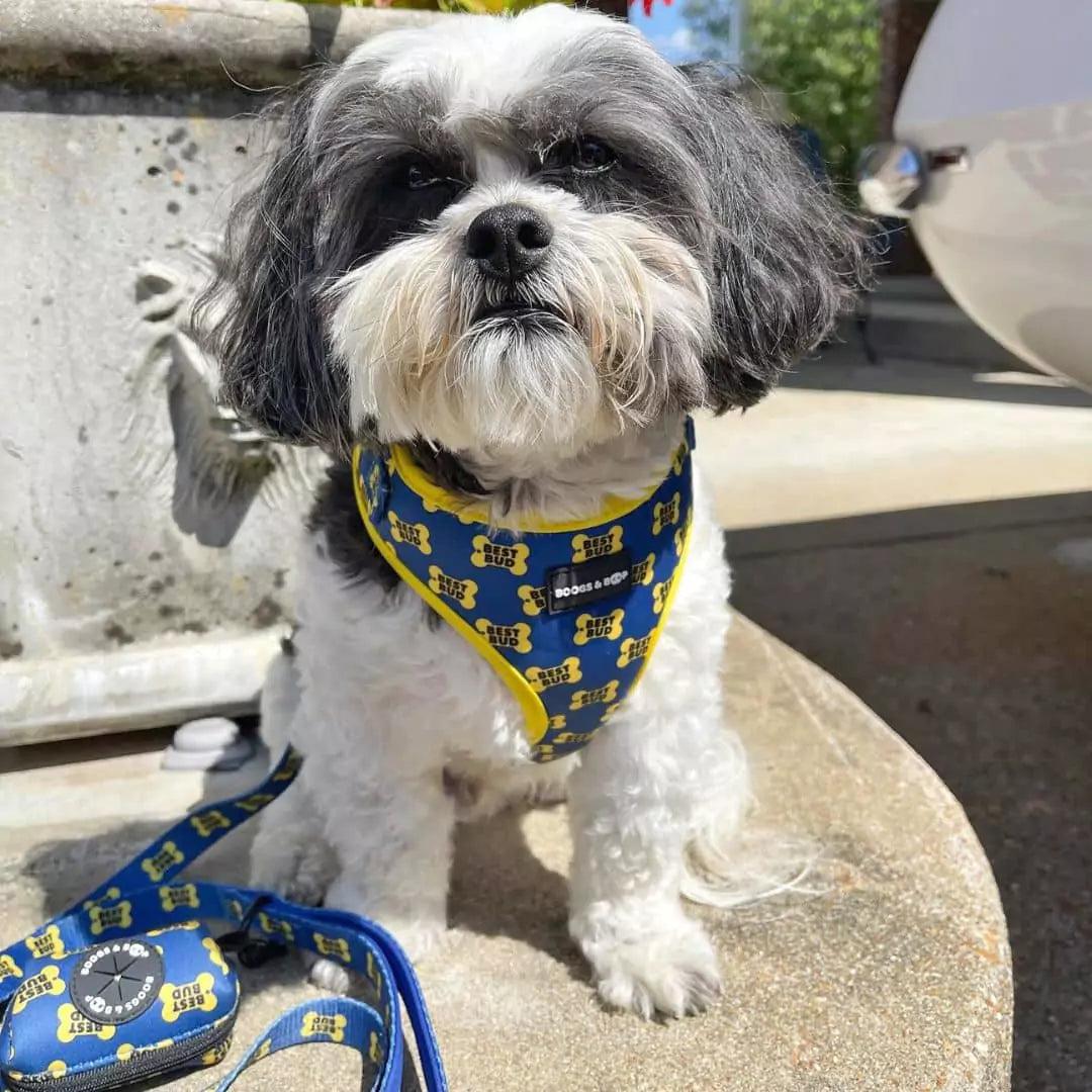 Shih Tzu Wearing Boogs & Boop Best Bud Dog Harness.