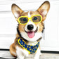 Corgi Wearing Boogs & Boop Best Bud Harness Accessorized with Yellow Sunglasses.