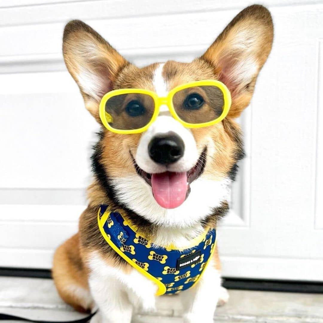 Corgi Wearing Boogs & Boop Best Bud Harness Accessorized with Yellow Sunglasses.