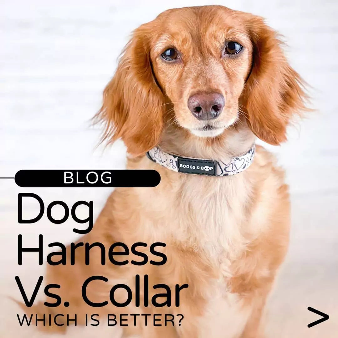 Read Dog Harness Vs. Collar: Which is Better? Blog by Boogs & Boop.