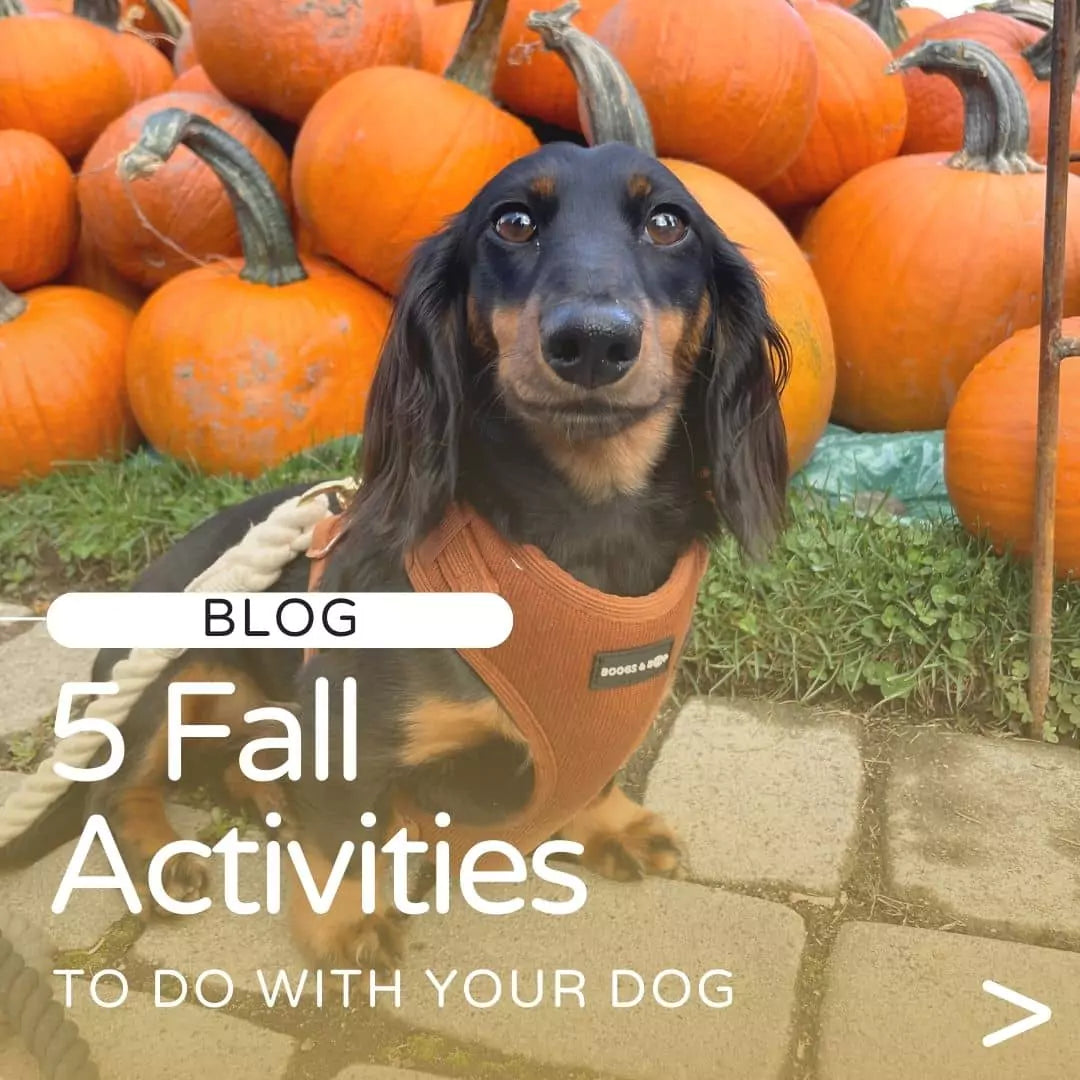 Read Blog by Boogs & Boop: 5 Fall Activities To Do With Your Dog.
