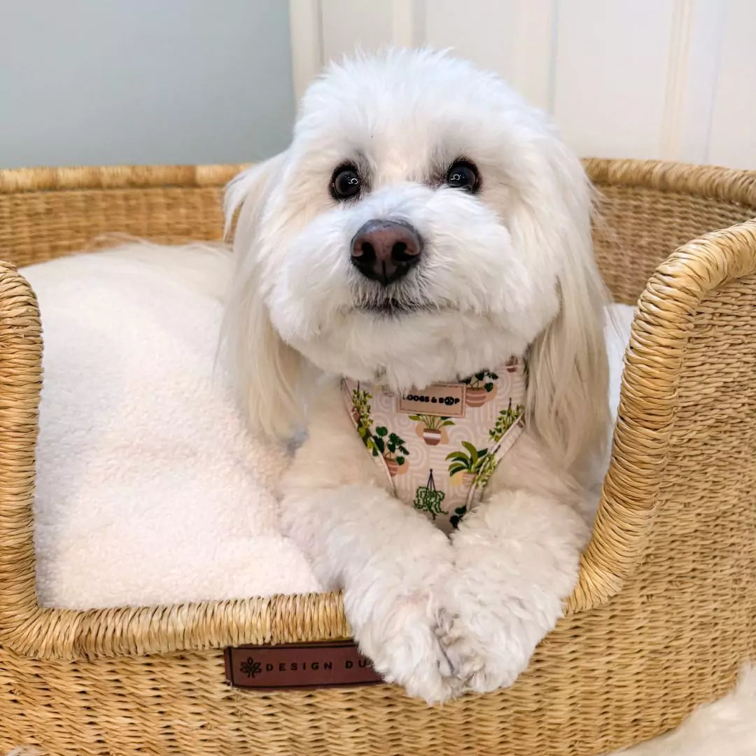Coton de Tulear in Dog Bed Wearing Adjustable Boho Botanical Plant Neoprene Dog Harness by Boogs & Boop.