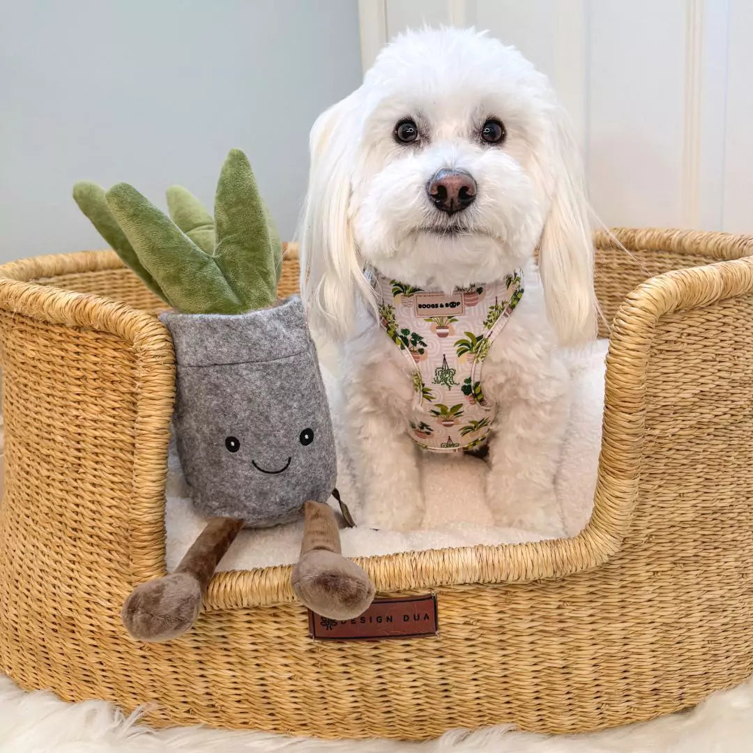 Coton de Tulear With Succulent Toy, Wearing Adjustable Boho Botanical Plant Neoprene Dog Harness by Boogs & Boop.