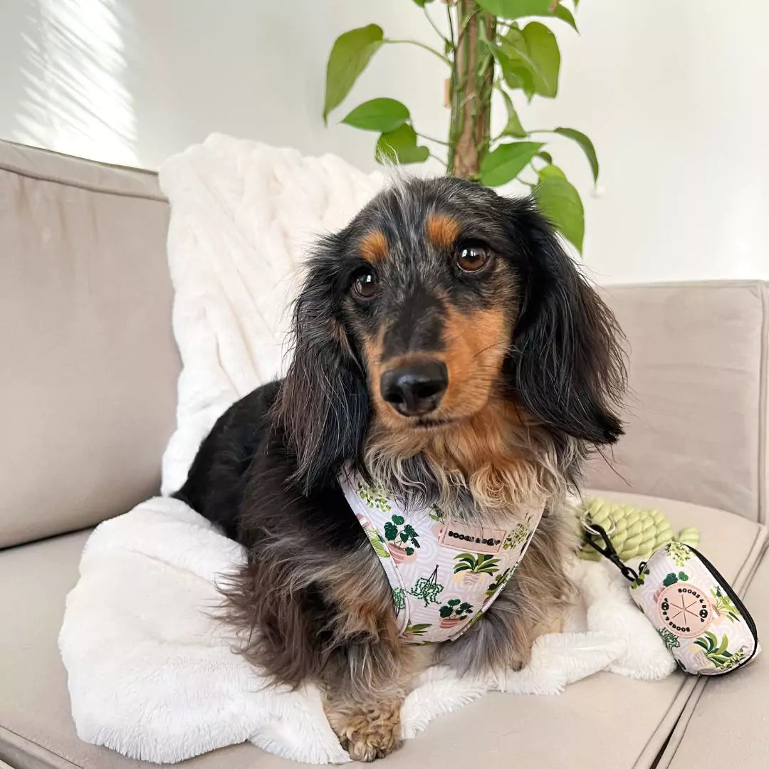 Longhaired Dapple Dachshund Wearing Adjustable Boho Botanical Plant Print Dog Harness Paired With Boho Botanical House Plant Waste Bag Dispenser by Boogs & Boop.