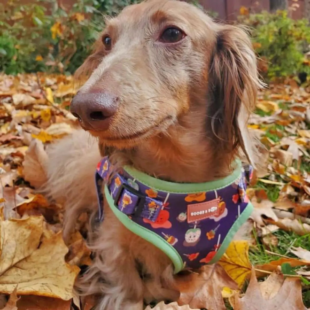 Cocoa.and.peanut Wearing Step-In Caramel Apple Print Dog Harness by Boogs & Boop.