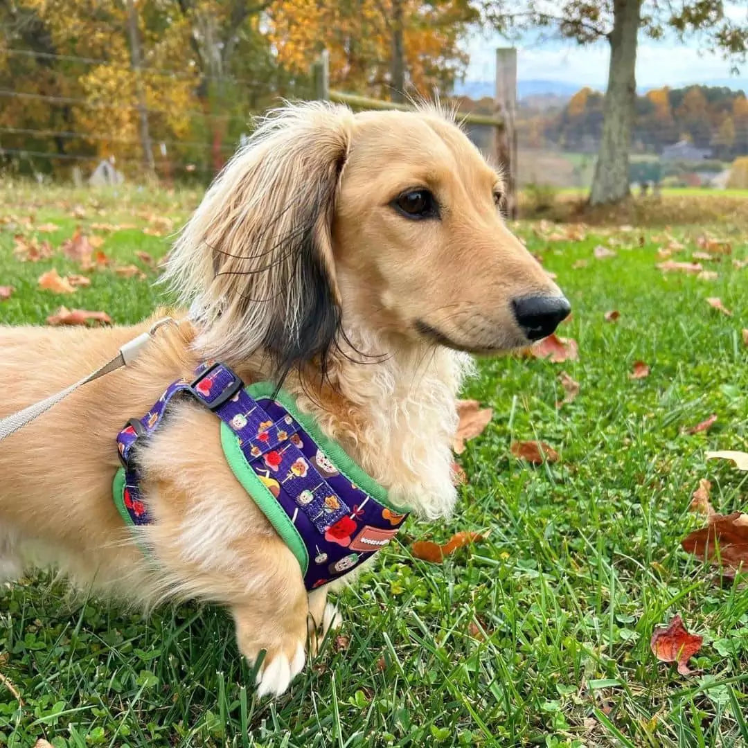 Winstontheweenieman Wearing Step-In Caramel Apple Print Dog Harness by Boogs & Boop at a Park in the Fall.