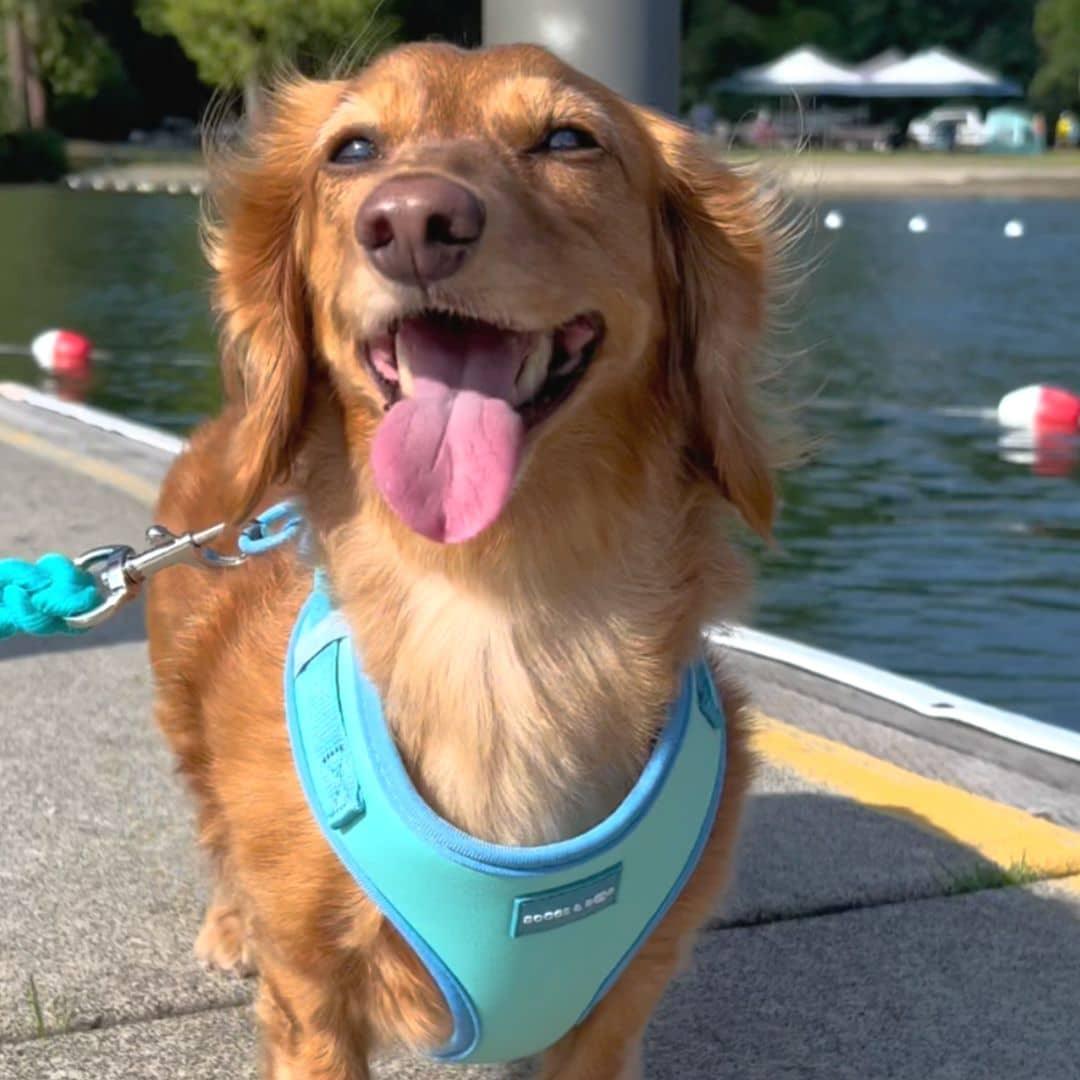 Happy Dachshund Wearing Adjustable Summer Color Block Dog Harness - Surfrider Blue by Boogs & Boop.
