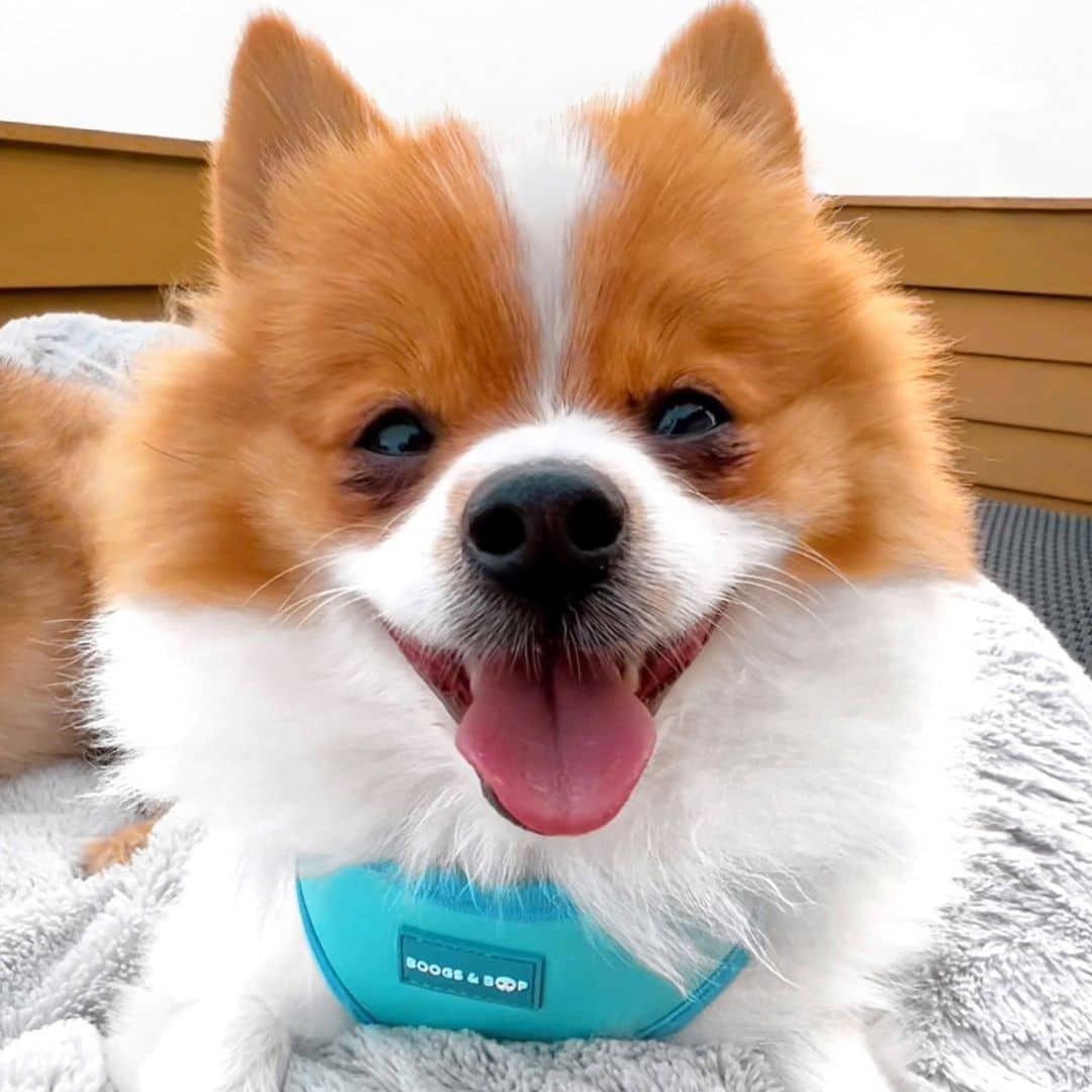 Happy Pomeranian Wearing Adjustable Summer Color Block Dog Harness - Surfrider Blue by Boogs & Boop.