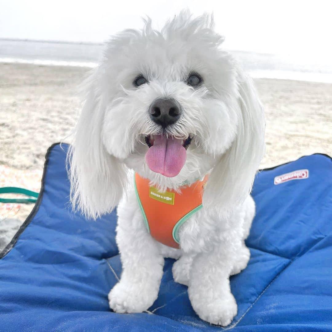 Coton de Tulear Wearing Adjustable Summer Color Block Dog Harness - Sherbet Orange by Boogs & Boop.