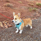 Realroyalofsaltlake Corgi Wearing Adjustable Summer Color Block Dog Harness - Surfrider Blue by Boogs & Boop.