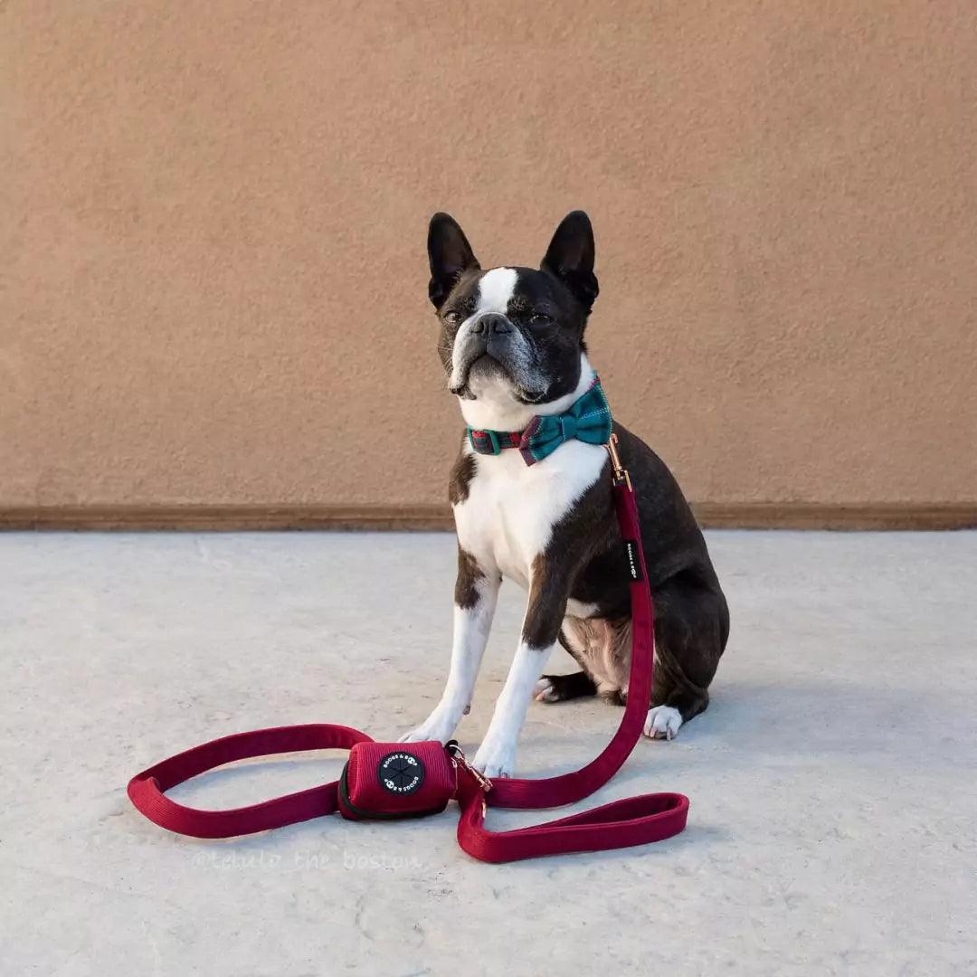 Boston Terrier Wearing Boogs & Boop Corduroy Fabric Dog Leash - Berry Red.