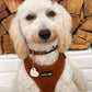 Chanel Goldendoodle Wearing Boogs & Boop Corduroy Dog Harness - Rust Orange.