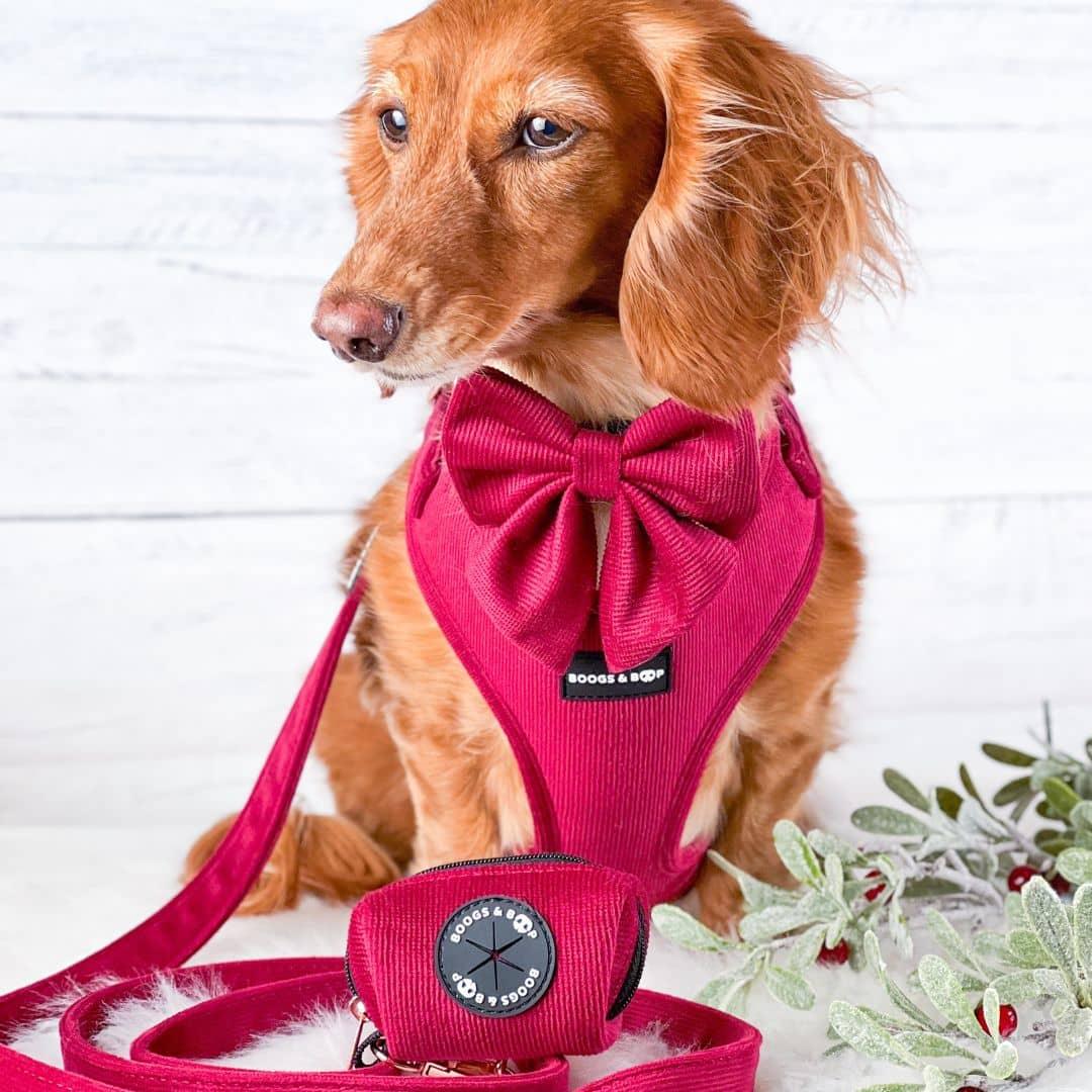 Milla Dachshund Wearing Boogs & Boop Corduroy Dog Accessories Collection Including Corduroy Leash - Berry.