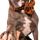 Shop Adjustable Corduroy Dog Collar - Rust for Pit Bulls by Boogs & Boop,