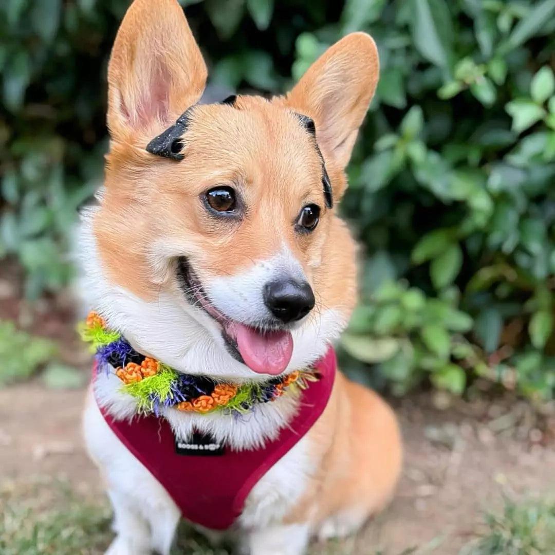 Corgi Wearing Adjustable Corduroy Dog Harness - Berry by Boogs & Boop.