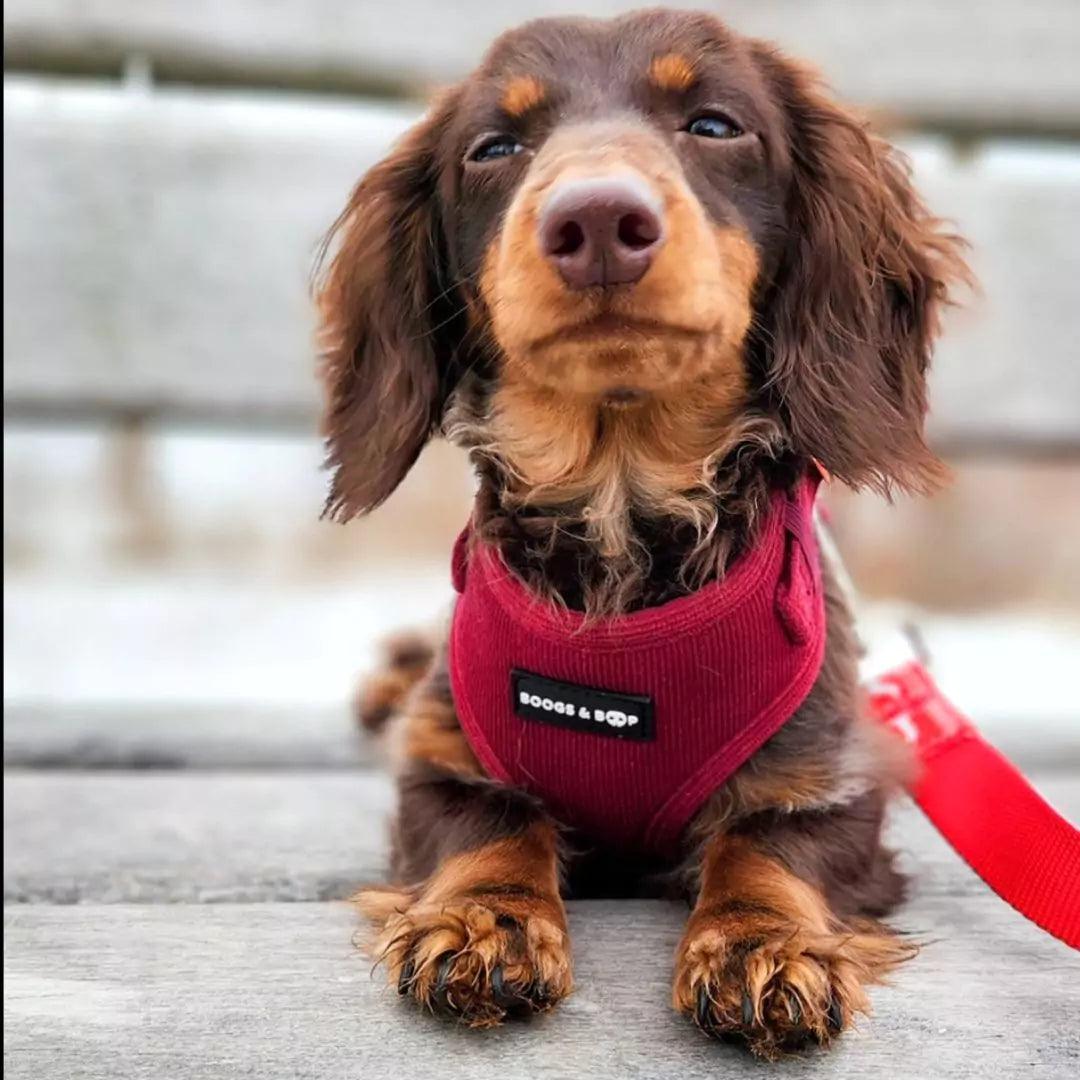 Longhaired Chocolate Dachshund Wearing Boogs & Boop Corduroy Berry Red Dog Harness.