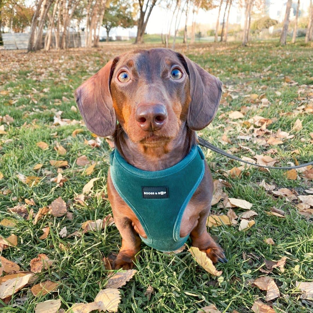 Milo Dachshund Outside Wearing Boogs & Boop Corduroy Dog Harness - Moss Green.