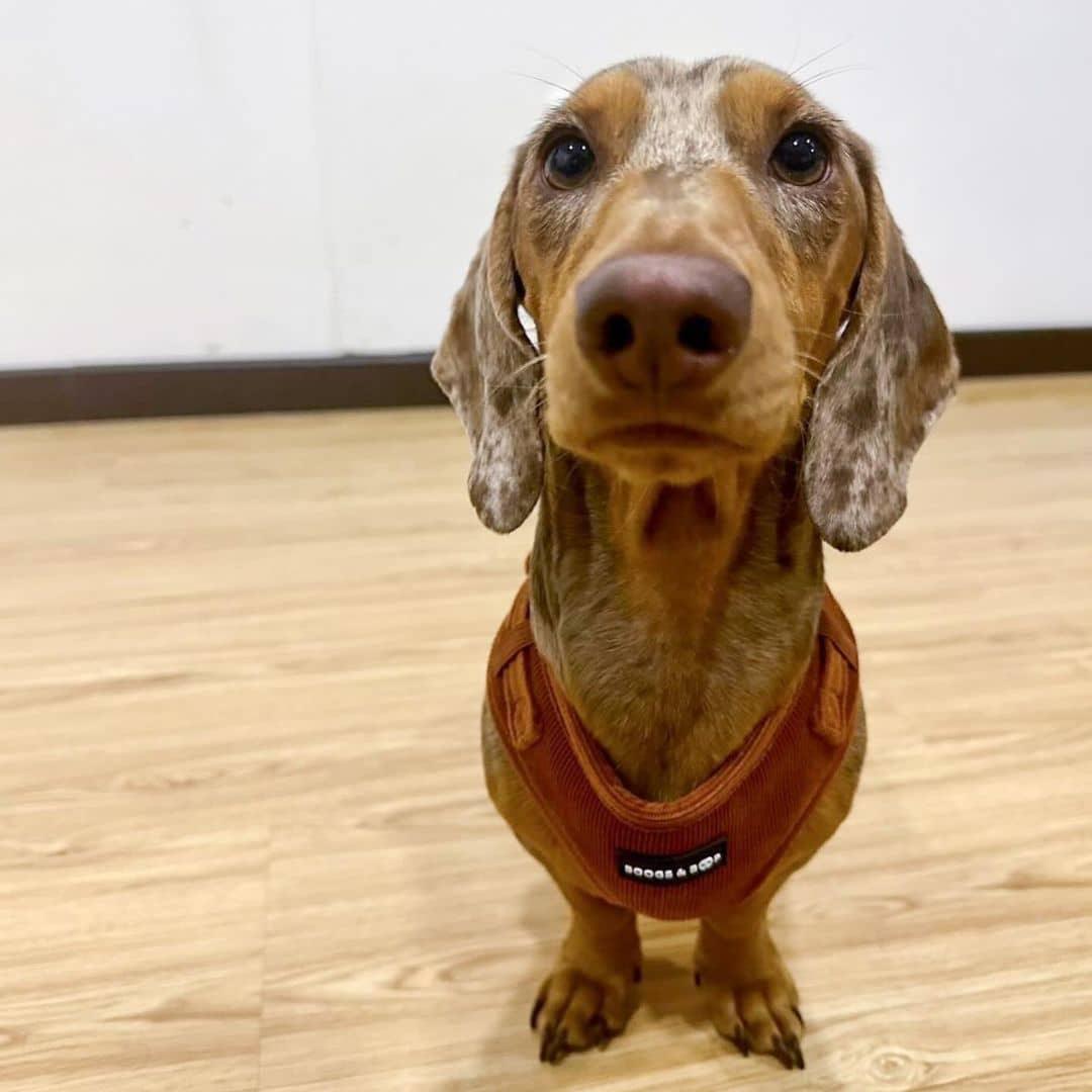 Noah Dachshund Wearing Boogs & Boop Corduroy Dog Harness - Rust Orange.