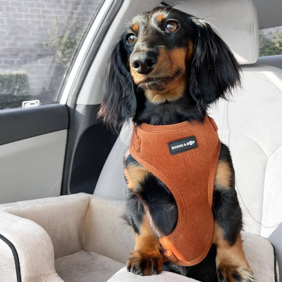 Peaches Dachshund Wearing Boogs & Boop Corduroy Dog Harness - Rust Orange.