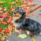 Luckoftheisles Wearing Corduroy Leash - Rust by Boogs & Boop.