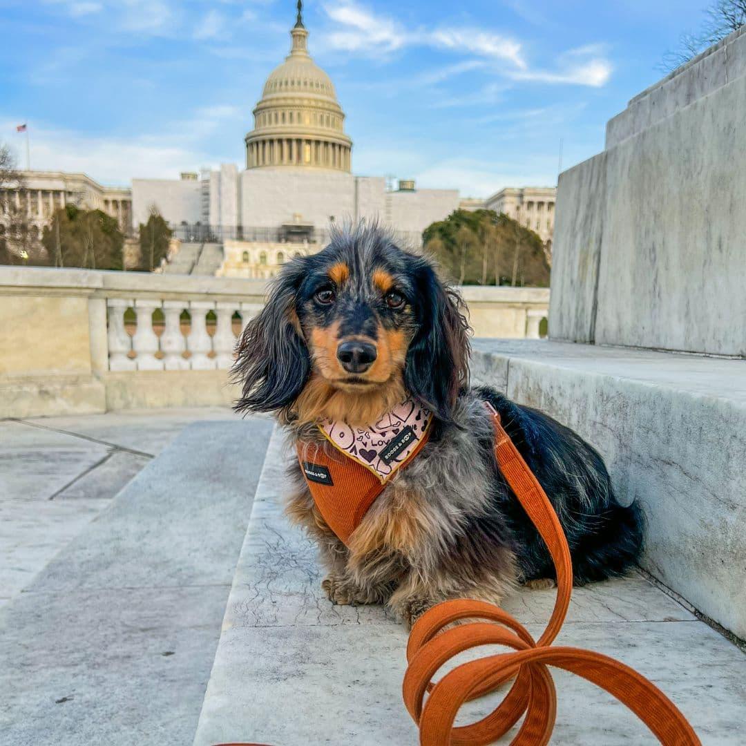 Luckoftheisles Wearing Boogs & Boop Corduroy Harness - Rust and Signature Bandana.