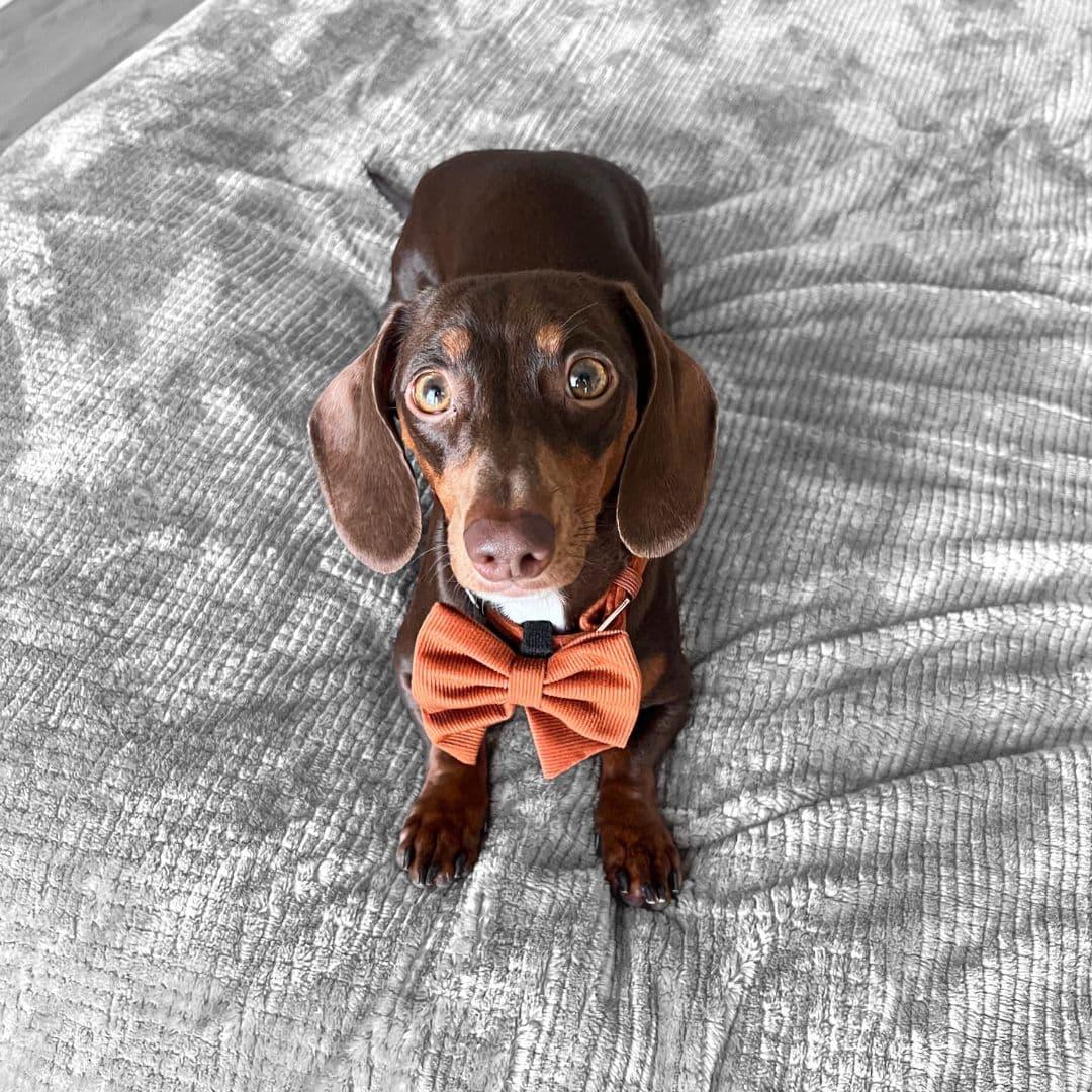 Ourdoxieduo Wearing Boogs & Boop Corduroy Sailor Bow Tie - Rust.