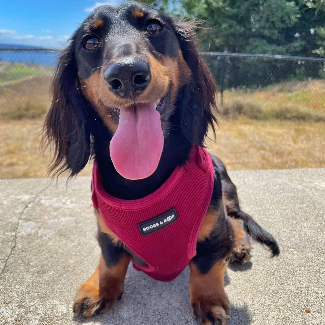 Happy Dachshund Wearing Boogs & Boop Corduroy Harness and Sailor Bow Tie in Berry Red