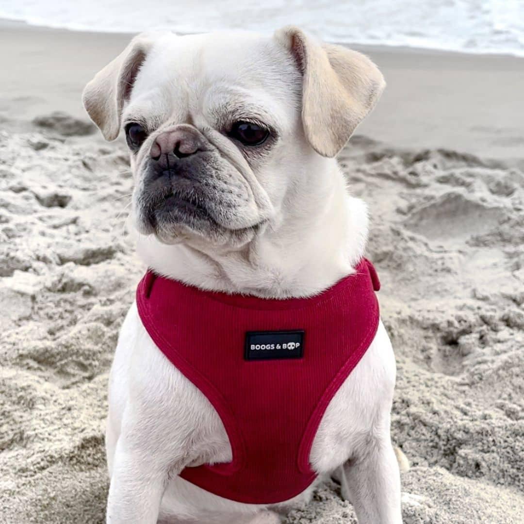 Pug Wearing Boogs & Boop Corduroy Harness in Berry Red.