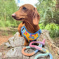 Dachshund Wearing Personalized Name Step-in I Heart You Dog Harness by Boogs & Boop.