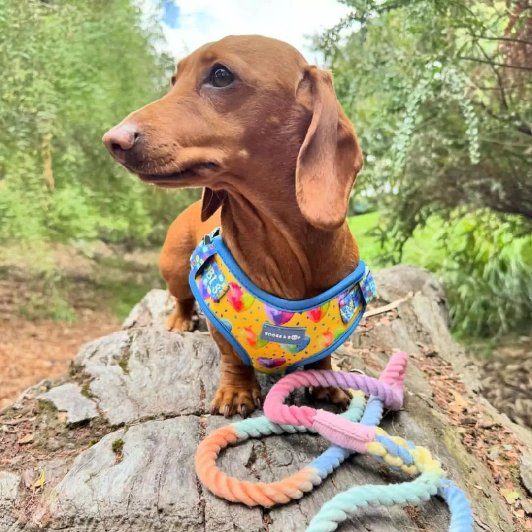 Dachshund Wearing Personalized Name Step-in I Heart You Dog Harness by Boogs & Boop.