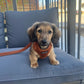 Caymus Miniature Longhaired Dachshund Wearing Boogs & Boop Corduroy Dog Harness - Rust Orange.