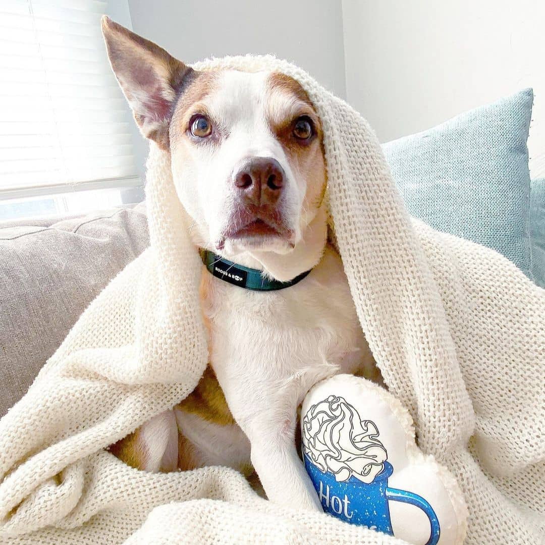 Dog Under Blanket With Hot Cocoa Dog Toy, Wearing Adjustable Corduroy Dog Collar - Moss Green by Boogs & Boop.