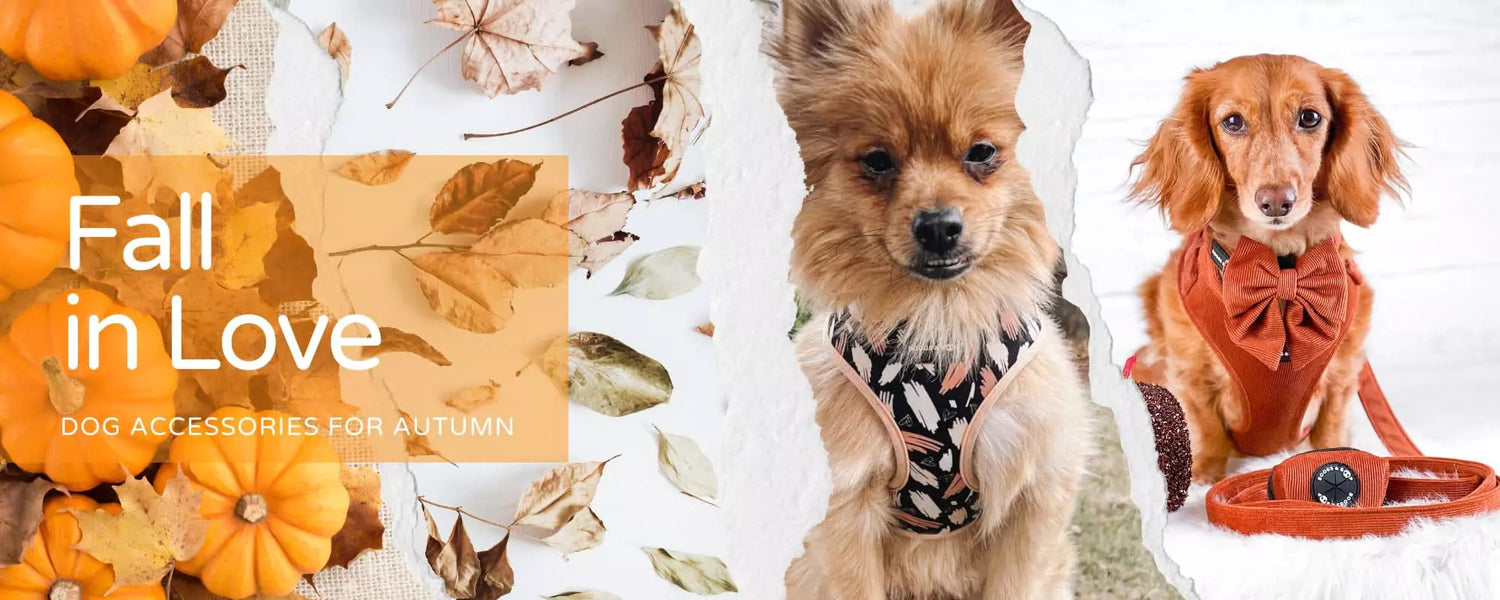 Shop Fall & Autumn-Themed Dog Accessories by Boogs & Boop.