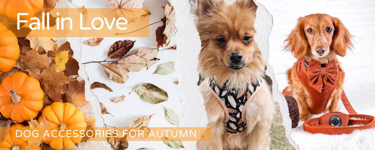 Shop Fall & Autumn-Themed Dog Accessories by Boogs & Boop.