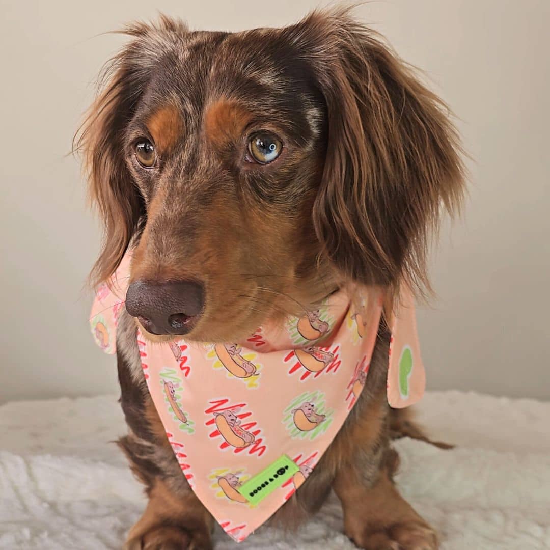 Longhaired Dapple Dachshund Wearing Hot Dog Lover Tie-on Bandana by Boogs & Boop.