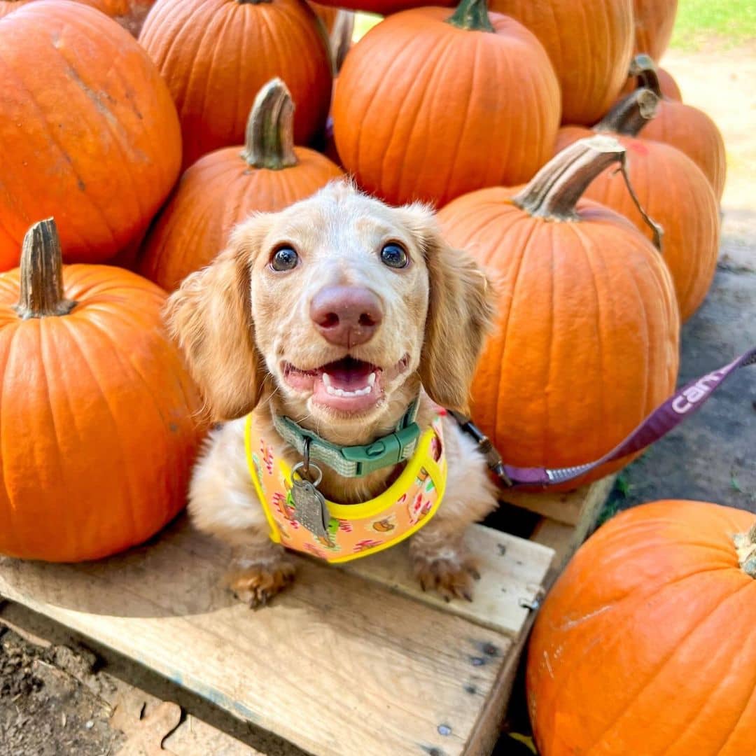 Butter Dachshund Wearing Adjustable Hot Dog Lover Dog Harness by Boogs & Boop at Pumpkin Patch.