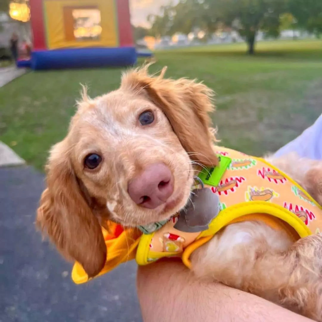 Adjustable Hot Dog Lover Dog Harness by Boogs & Boop worn by @butter.thedoxie.