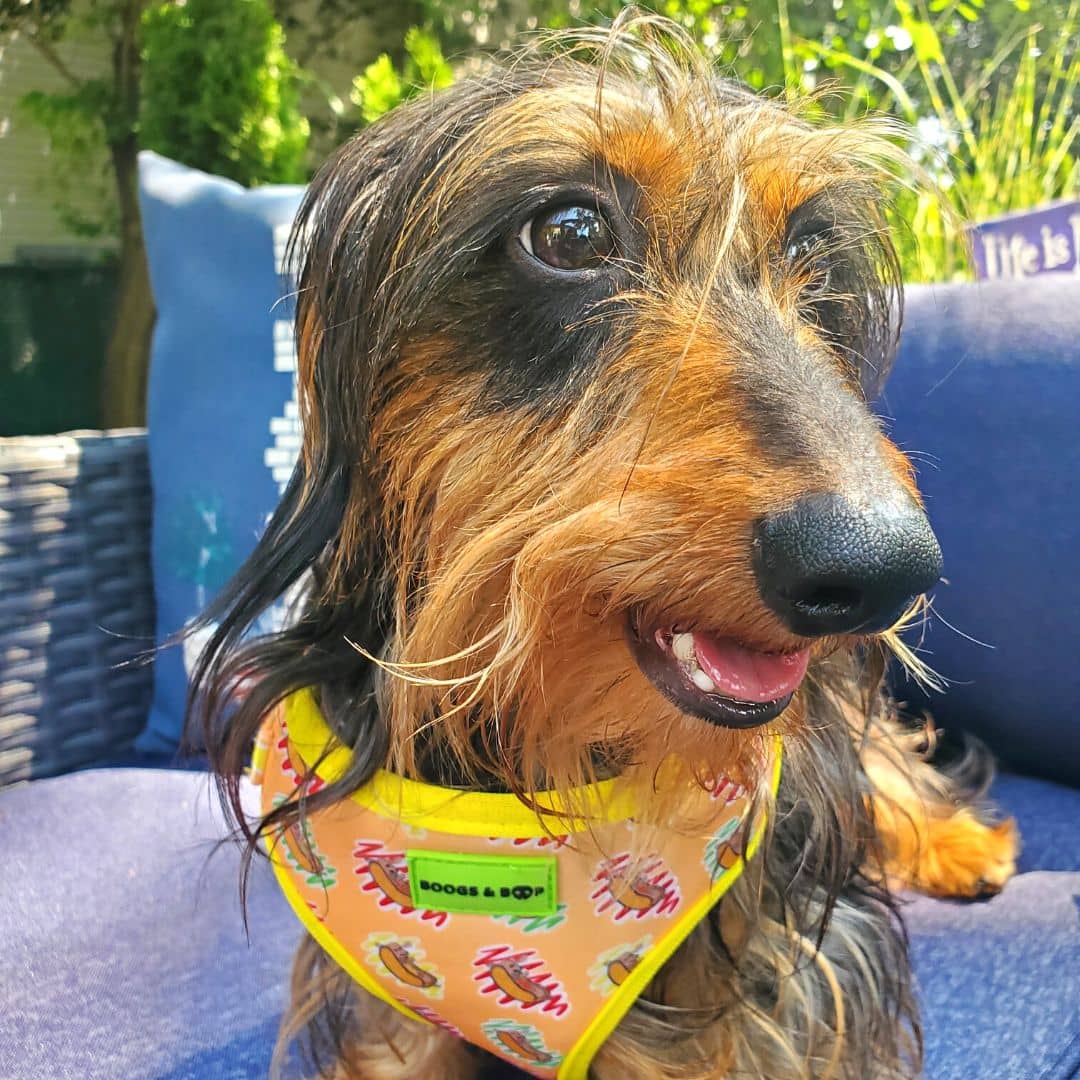 Adjustable Hot Dog Lover Dog Harness by Boogs & Boop worn by @cocoa.and.peanut.
