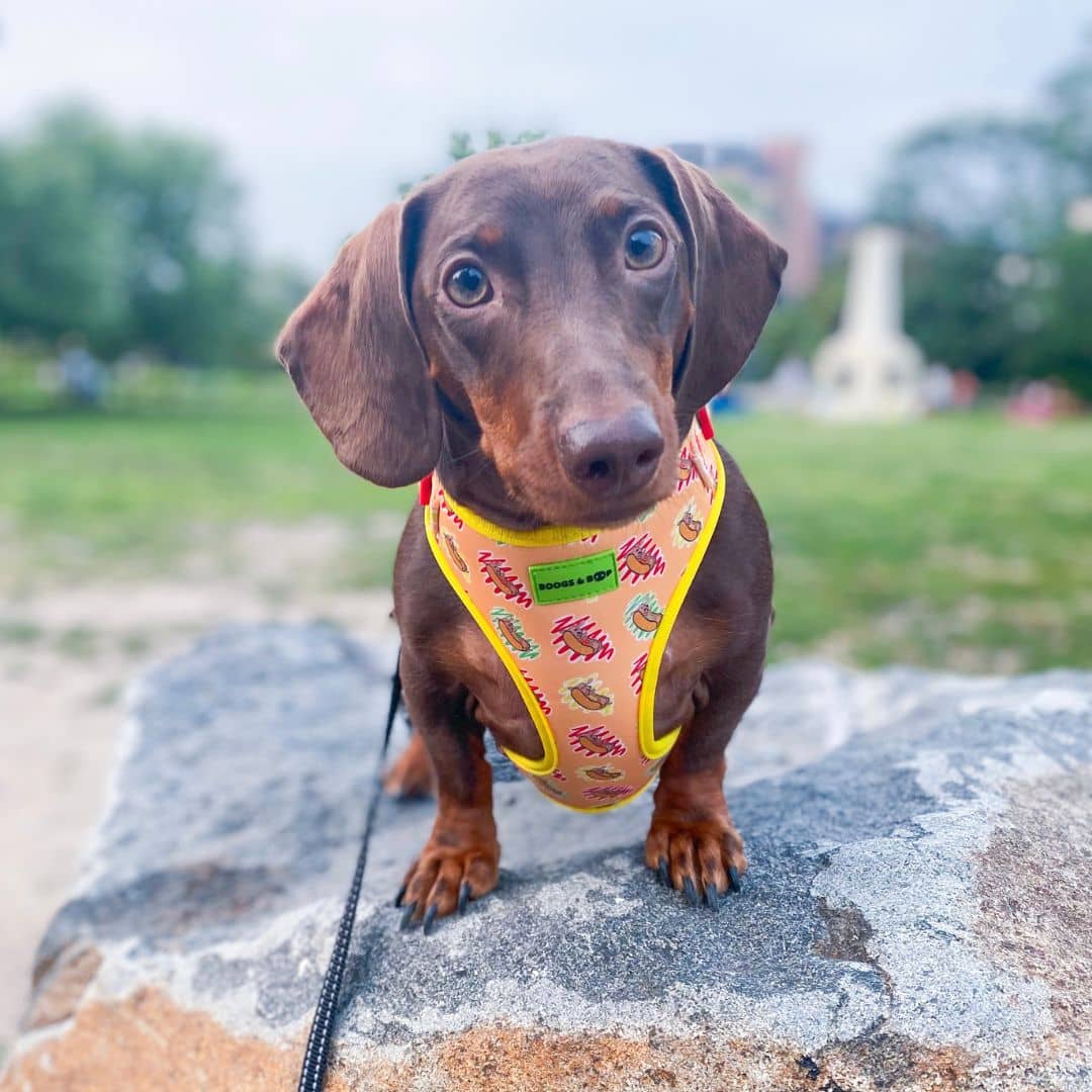 Adjustable Hot Dog Lover Dog Harness by Boogs & Boop worn by @itsminimilo.