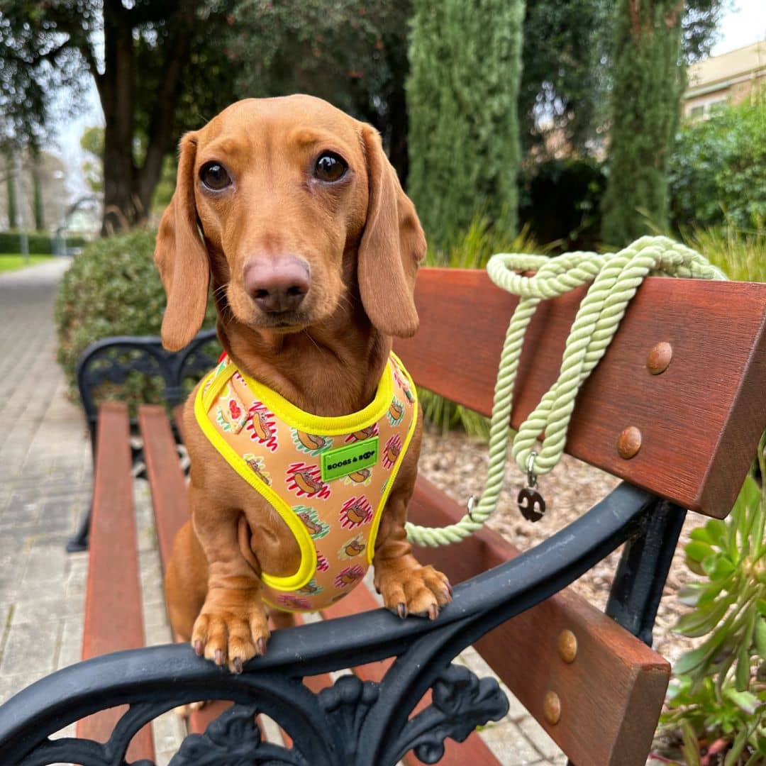 Adjustable Hot Dog Lover Dog Harness by Boogs & Boop worn by @rubi.star19.