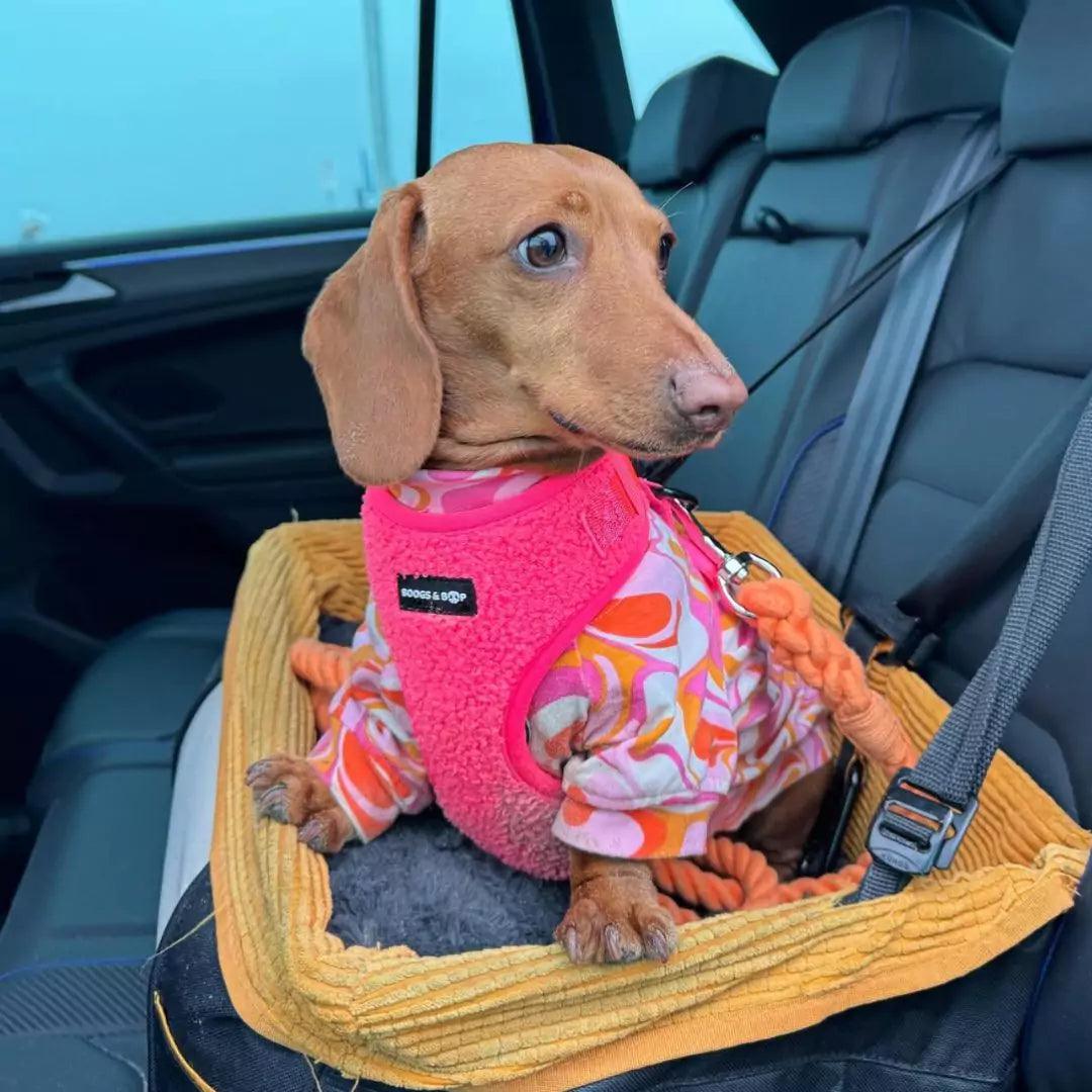 Mini Dachshund Wearing Boogs & Boop Teddy Harness - Fluorescent Pink While Riding in Car.