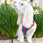 No-Pull Dog Harness - Teal-quila Sunrise Worn for spring and summer by Boogs & Boop Dog Model Bodhi_moon_the_coton Coton de Tulear.