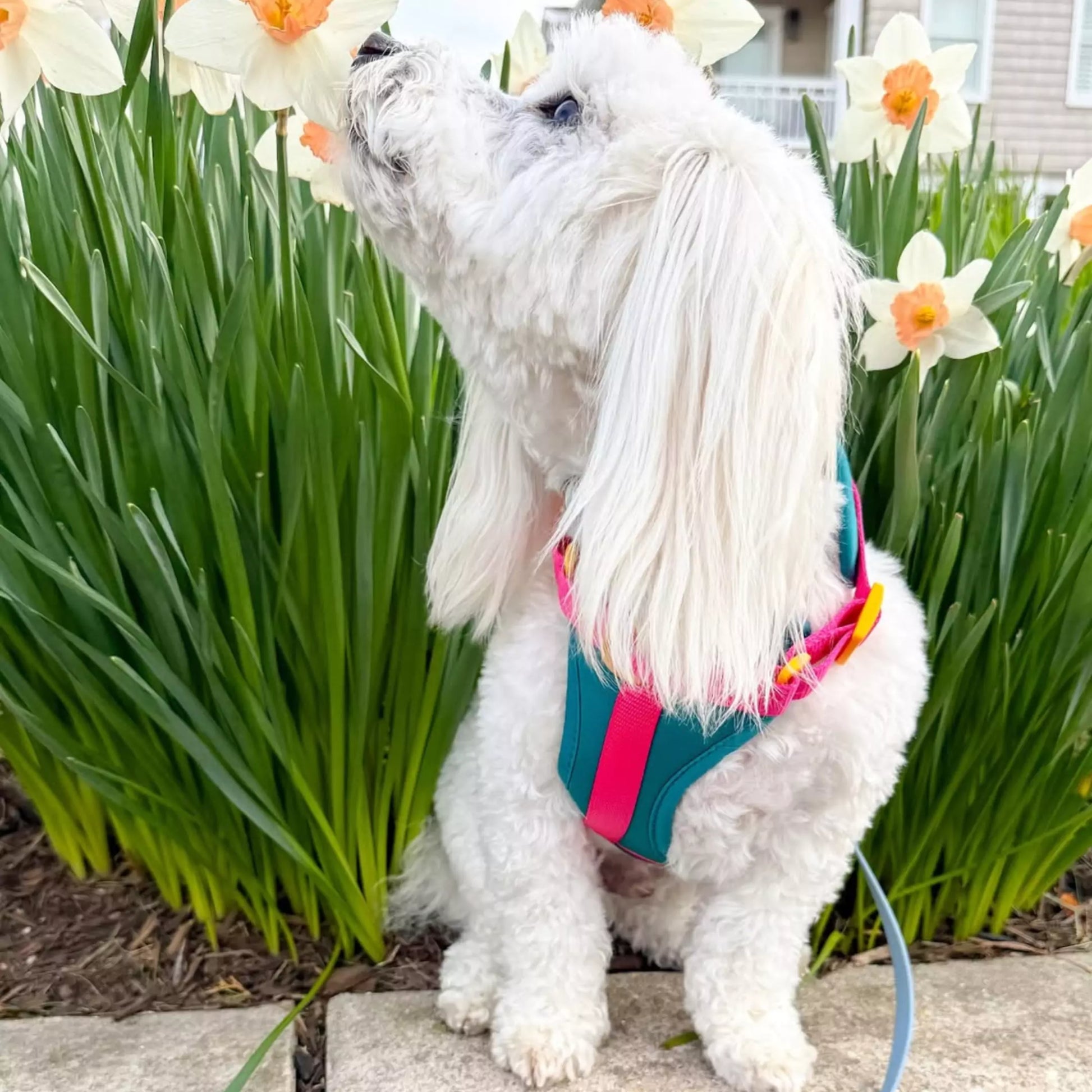 No-Pull Dog Harness - Teal-quila Sunrise Worn for spring and summer by Boogs & Boop Dog Model Bodhi_moon_the_coton Coton de Tulear.