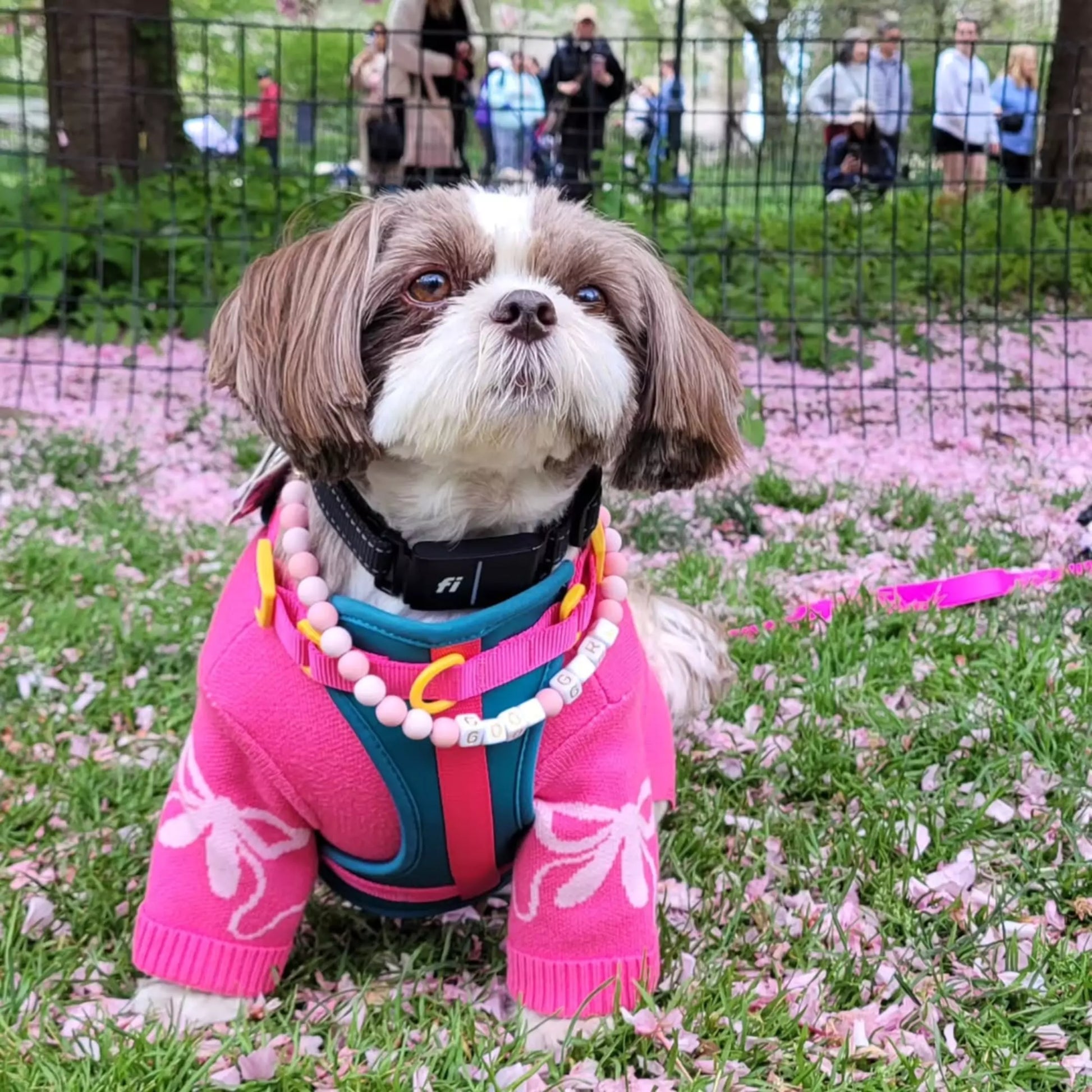 No-Pull Dog Harness - Teal-quila Sunrise Worn by Boogs & Boop Dog Model Fluffyguevara Shih Tzu.