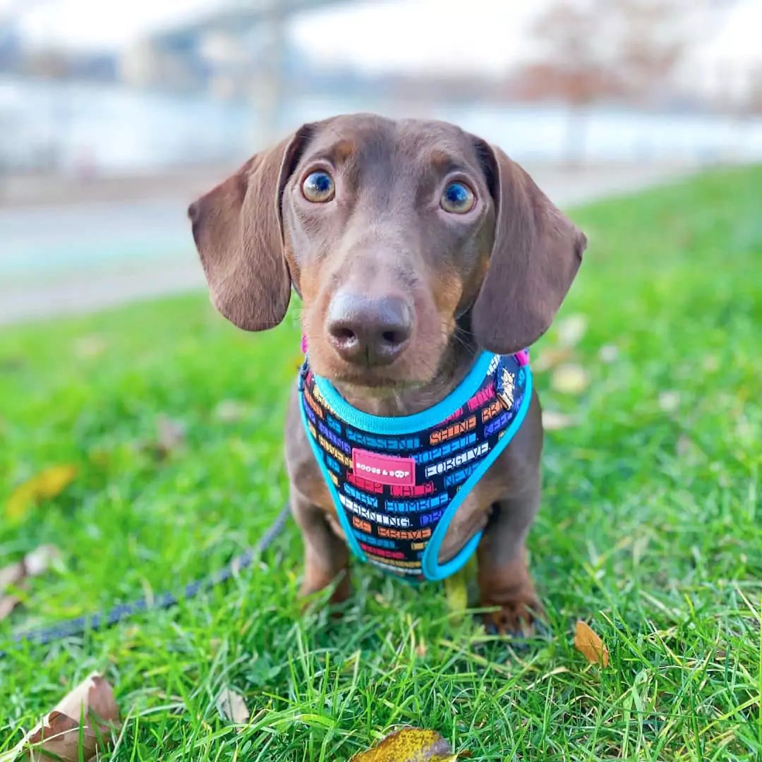Itsminimilo Wearing Adjustable Pawsitive Affirmations Dog Harness by Boogs & Boop.