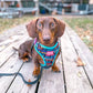 Dachshund Wearing Adjustable Pawsitive Affirmations Dog Harness by Boogs & Boop.