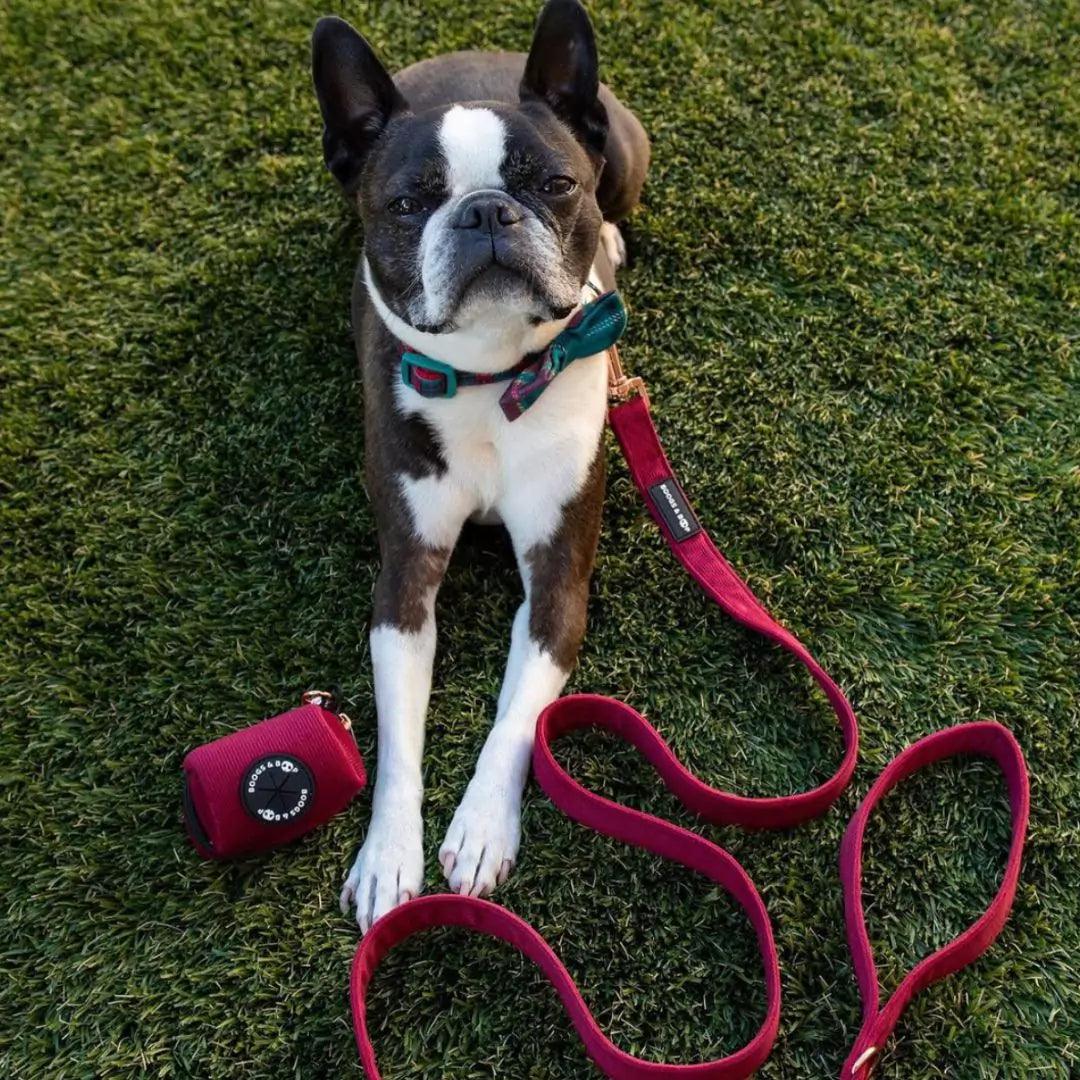 Boston Terrier Using Corduroy Waste Bag Dispenser Berry Red with Corduroy Dog Lead by Boogs & Boop