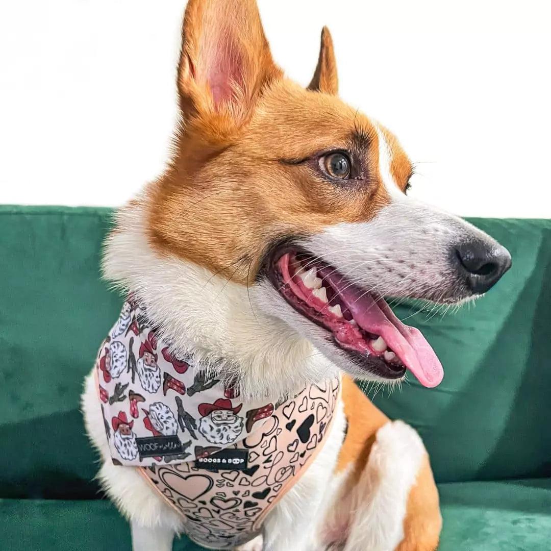 Happy Corgi Wearing Boogs & Boop Reversible Signature Print Dog Harness for Christmas.