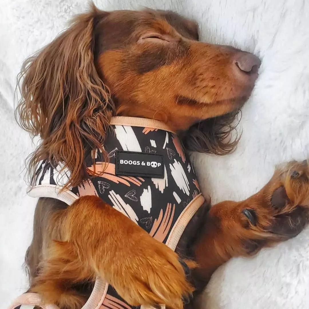 Longhaired Chocolate Dachshund Wearing Boogs & Boop Reversible Signature Print Dog Harness.