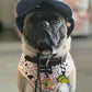 Pug Wearing Boogs & Boop Reversible Signature Print Dog Harness.